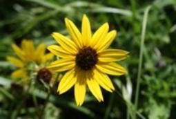 A close up of a yellow flower with a brown center
