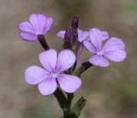 A close up of three purple flowers on a plant