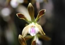 A close up of a flower with a pink center