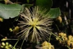 A close up of a flower with a green leaf in the background.