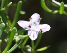 A close up of a small purple flower on a plant.