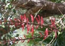 A close up of a red flower on a tree branch.
