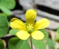 A close up of a small yellow flower with green leaves in the background.