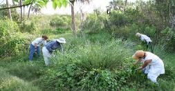 A group of people are picking plants in a field.