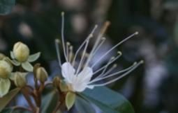 A close up of a white flower with a green background