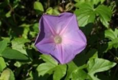A close up of a purple flower surrounded by green leaves