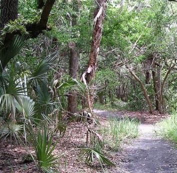 A path in the middle of a forest surrounded by trees and palm trees.