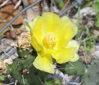 A close up of a yellow flower on a cactus.