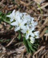 A close up of a bunch of white flowers on a plant.