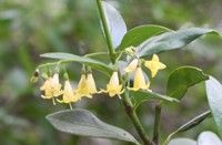A close up of a plant with yellow flowers and green leaves.
