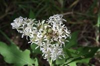 A close up of a white flower with green leaves.