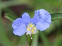 A close up of a blue flower with a yellow center.