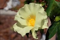 A close up of a yellow flower with a yellow center.