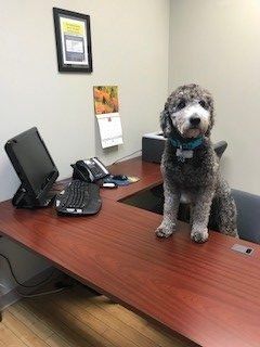 dog on desk