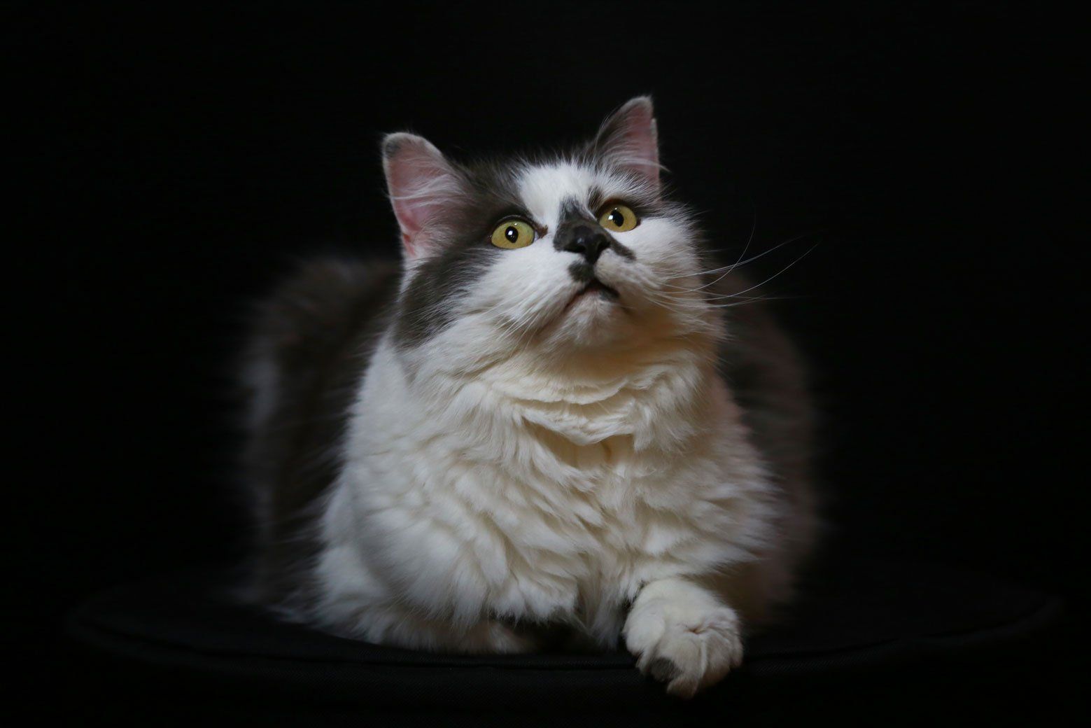 photography pets portrait johnjoe hampshire