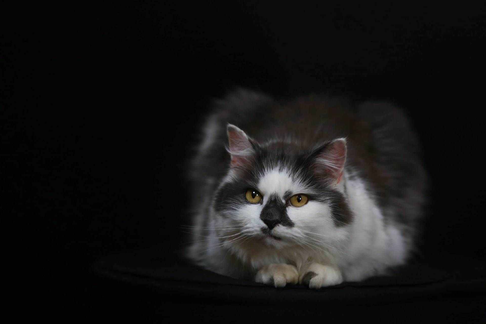 studio photography portrait pets johnjoe hampshire