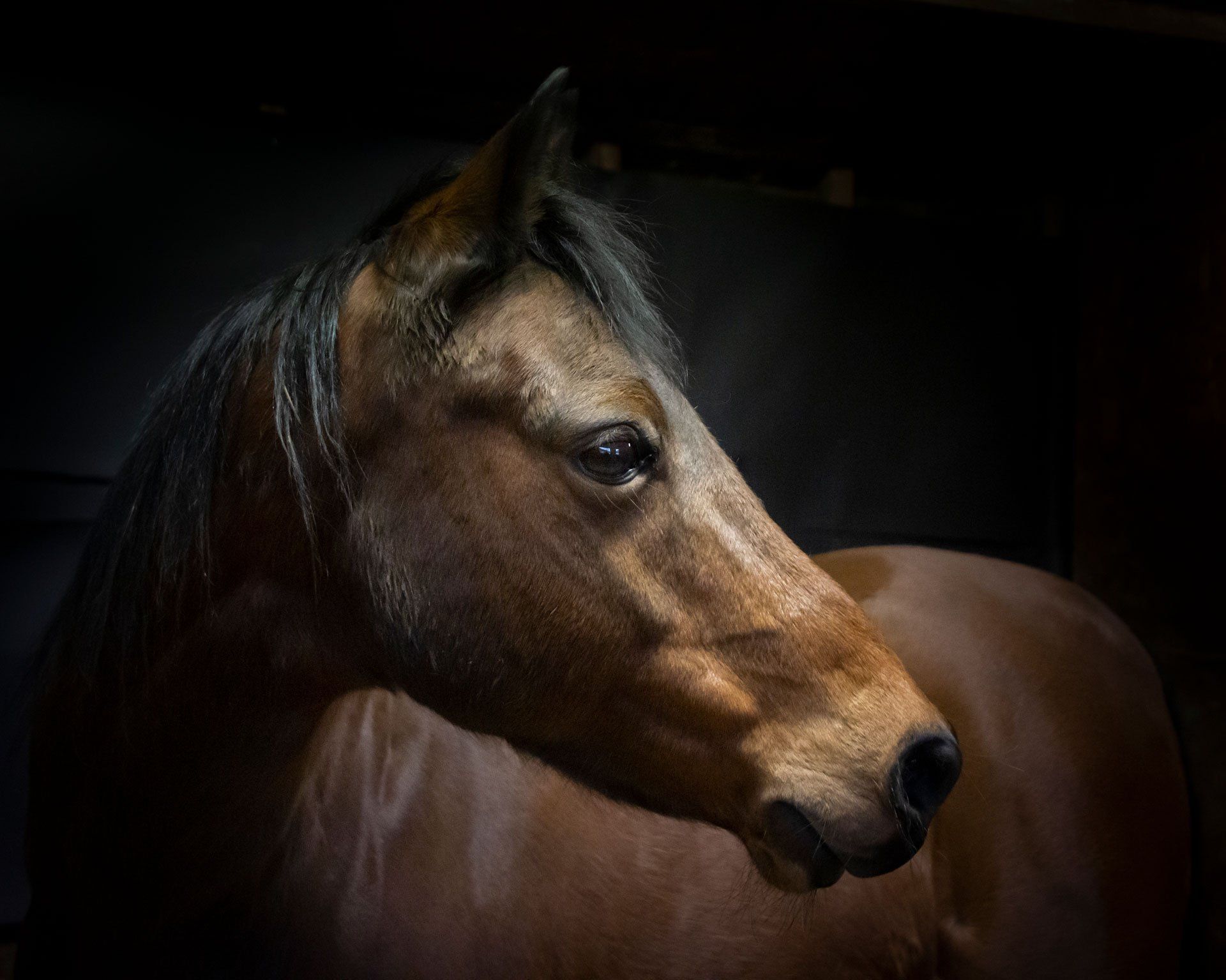 Equine location photography and video by johnjoe in Hampshire Berkshire