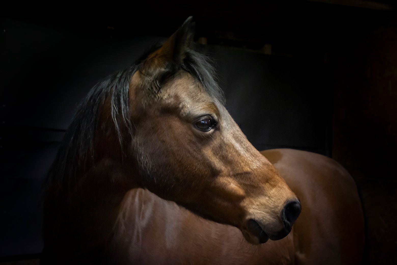 horse photography portrait johnjoe hampshire
