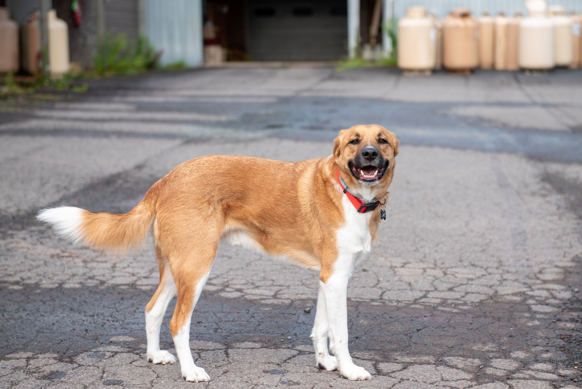 A brown and white dog is standing on the side of the road.