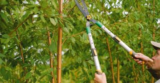 A man is cutting a tree with a pair of scissors.