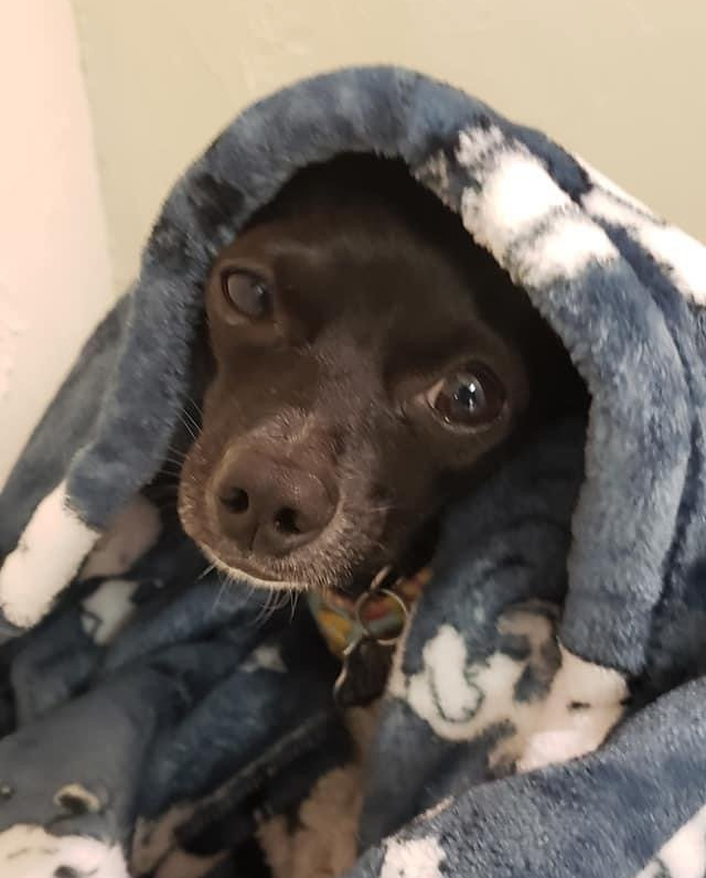Brown dog peeking out from under a blue and white blanket; looking at the viewer.
