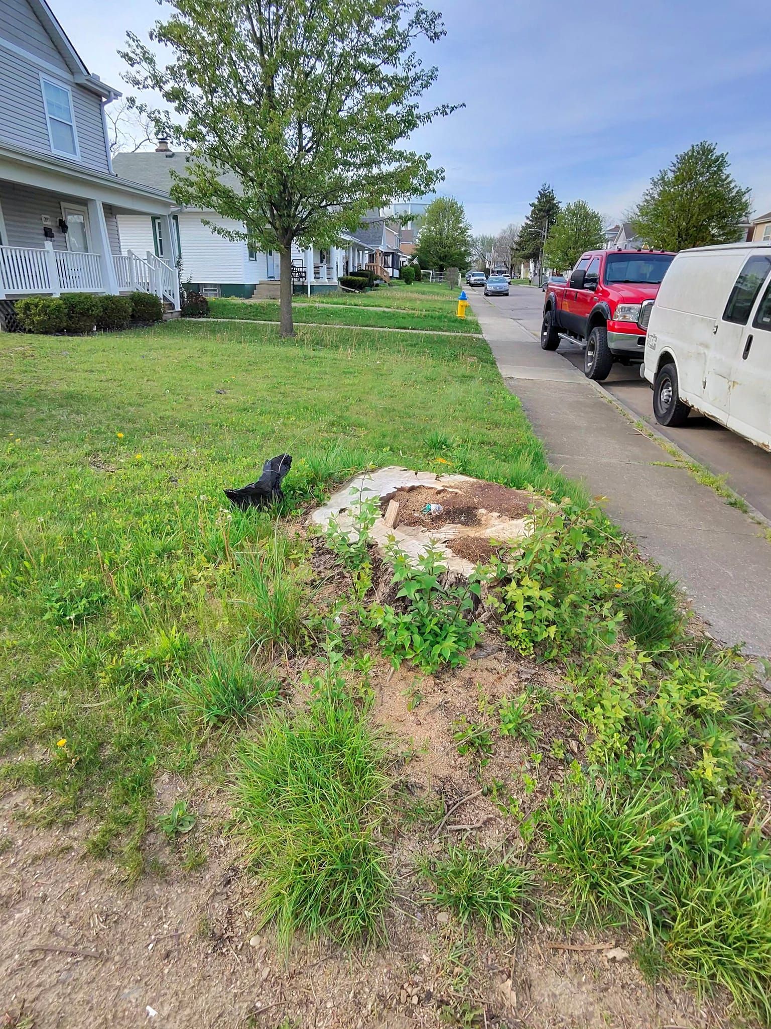 A dog is standing next to a tree stump in a yard.