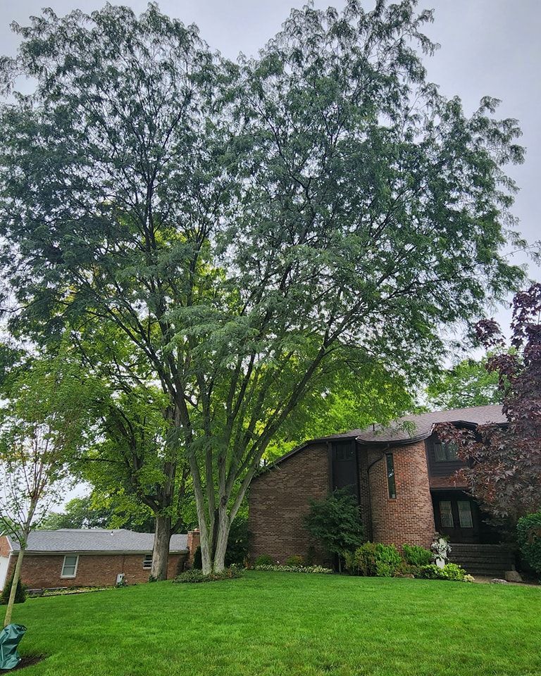 A large tree is in the middle of a lush green lawn in front of a brick house.