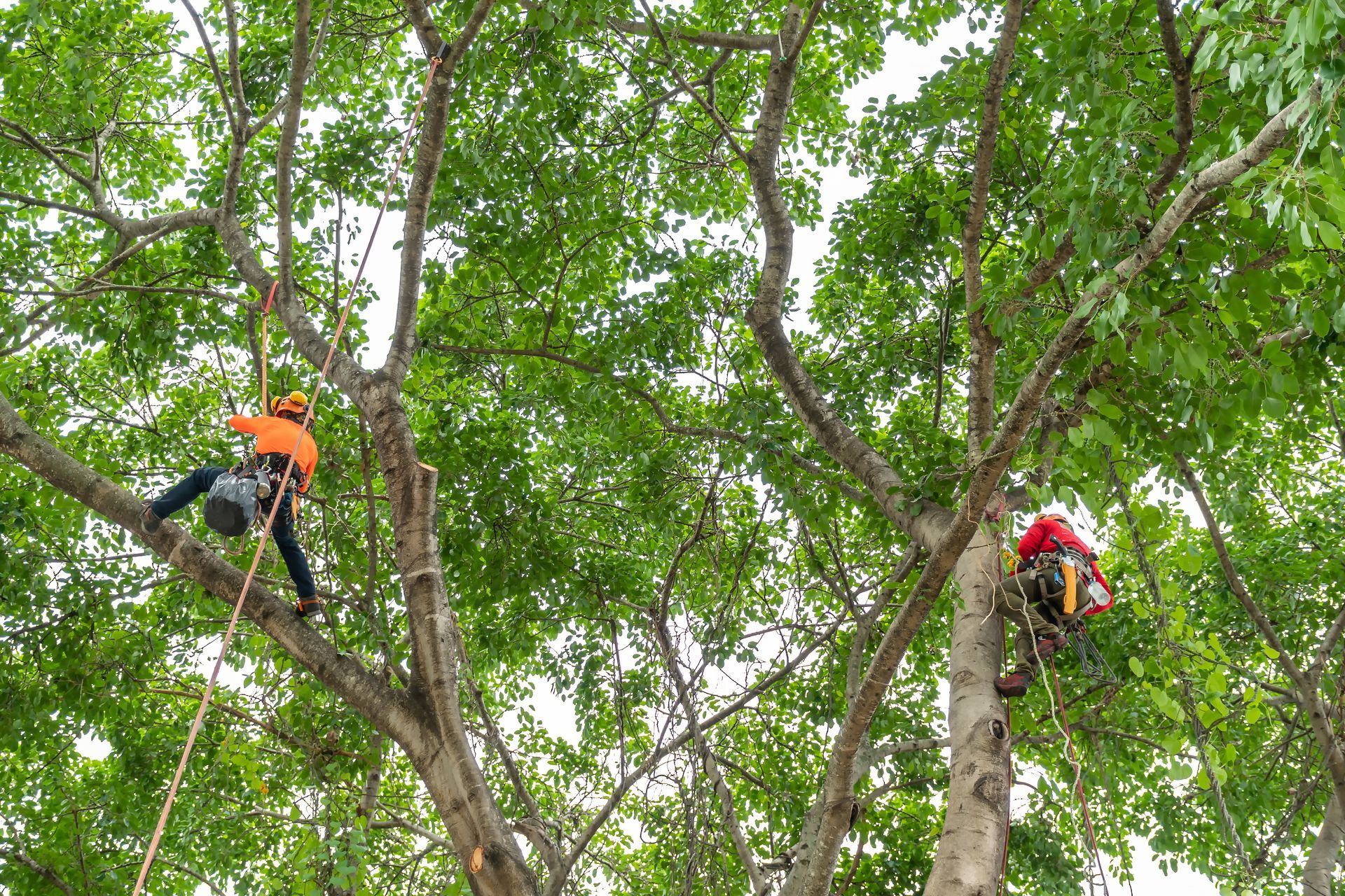 Arborists on Tree