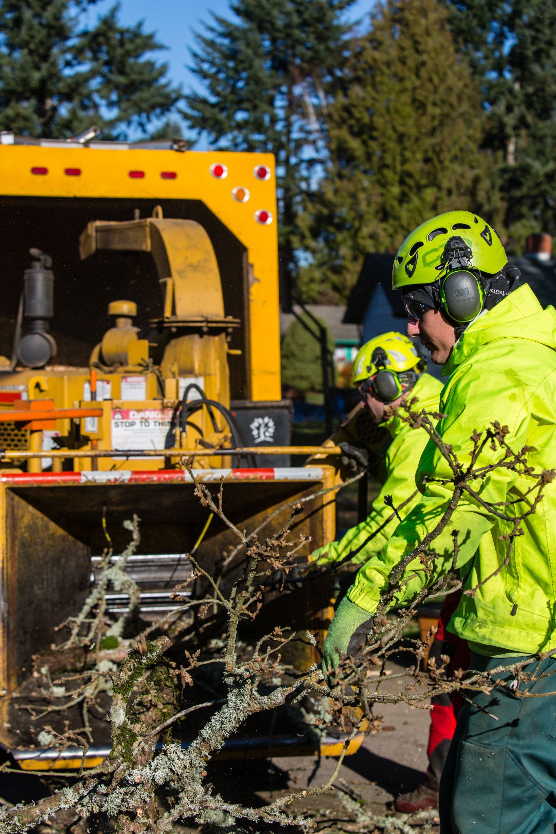 Putting Tree Branches in Wood Chipper