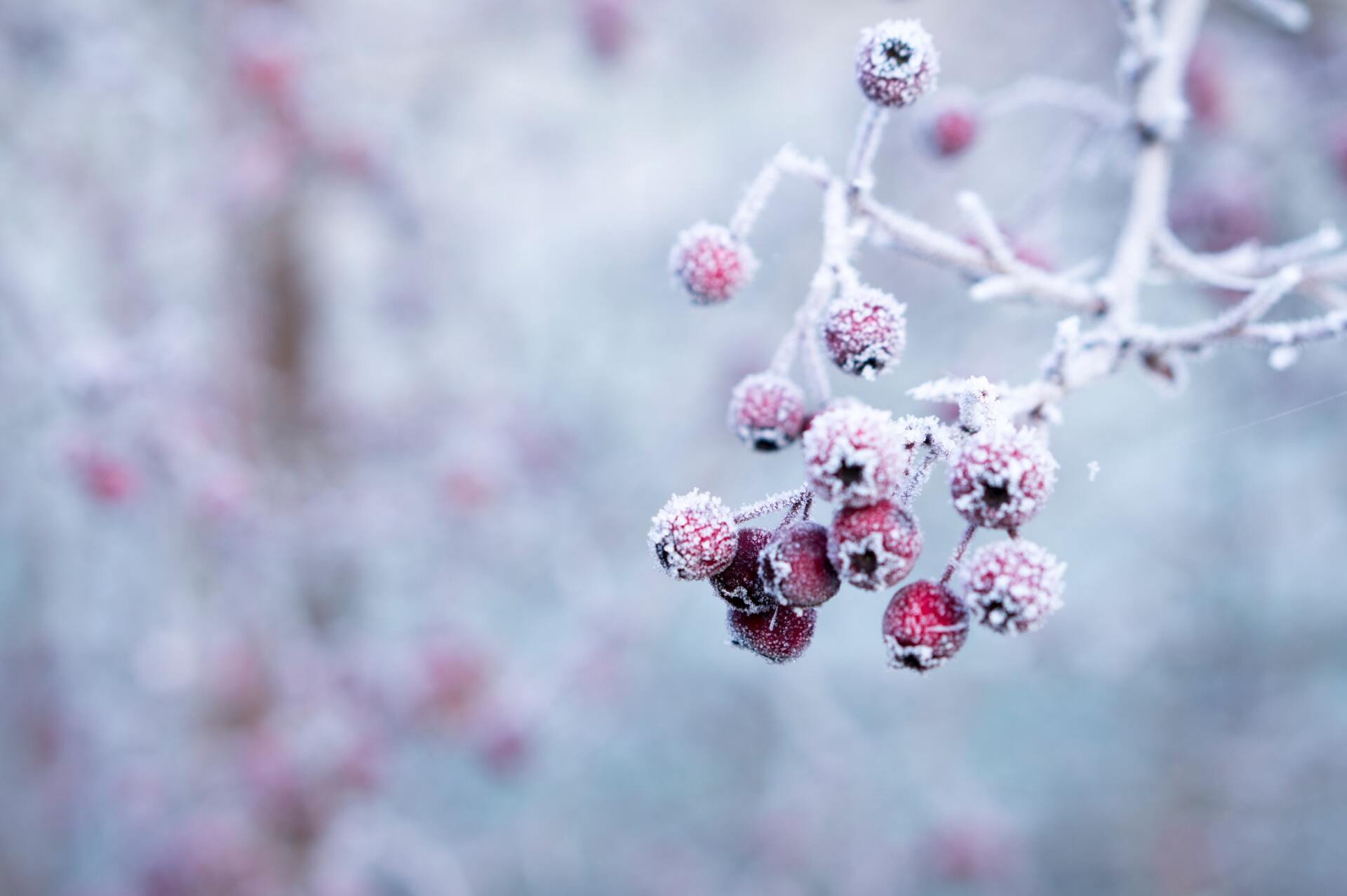 Berries & Frost