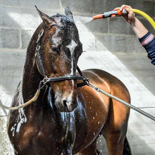 Horse Being Washed Down