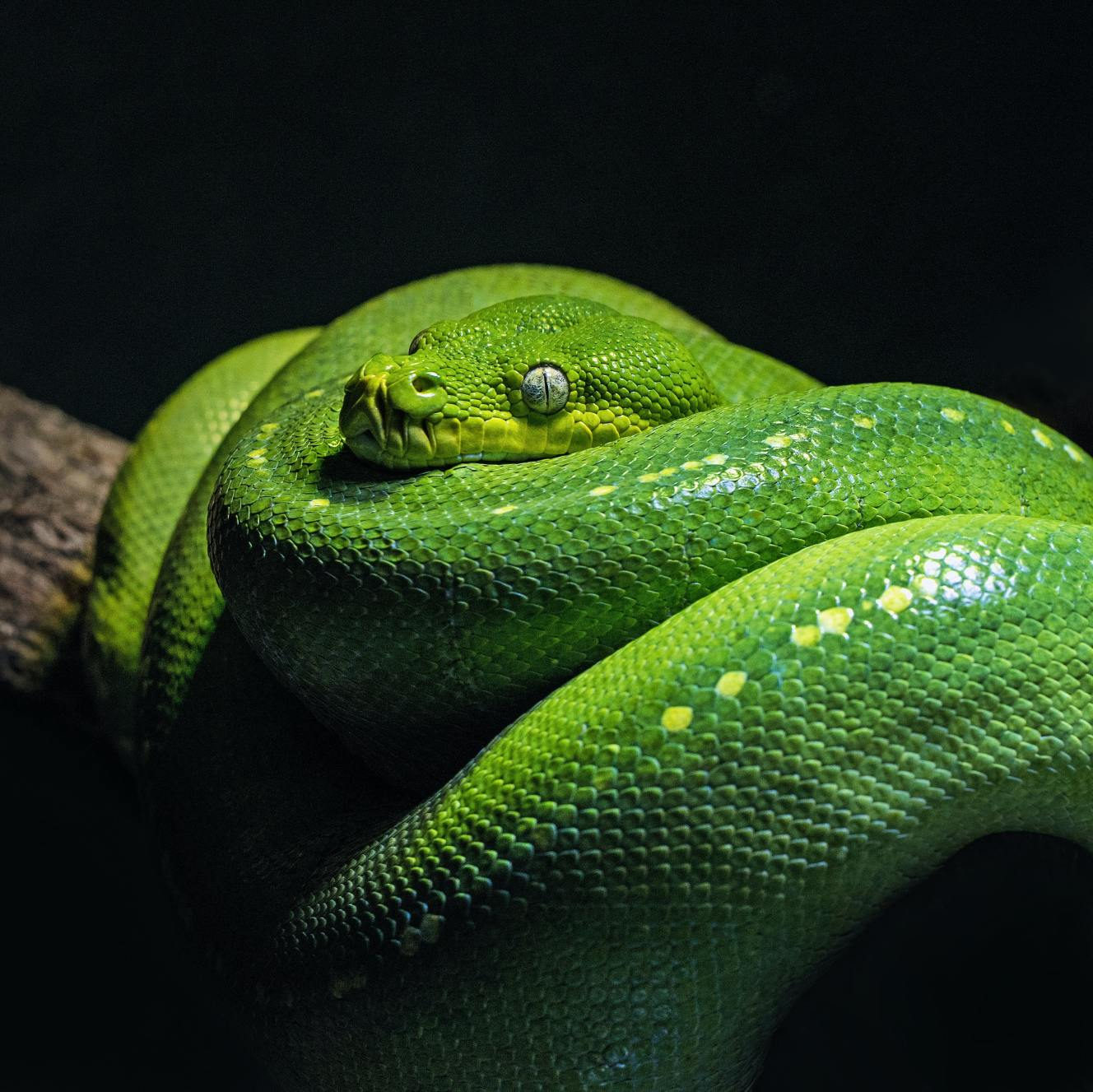 Snake UV Lamp Image