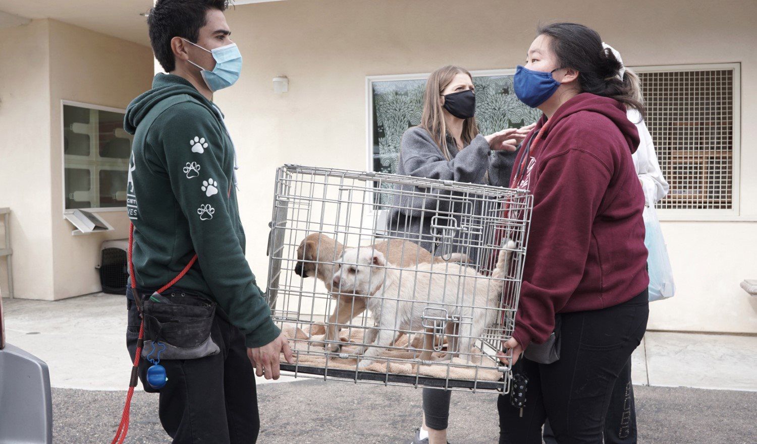 Humane Society helps rescue 18 dogs from Mexico