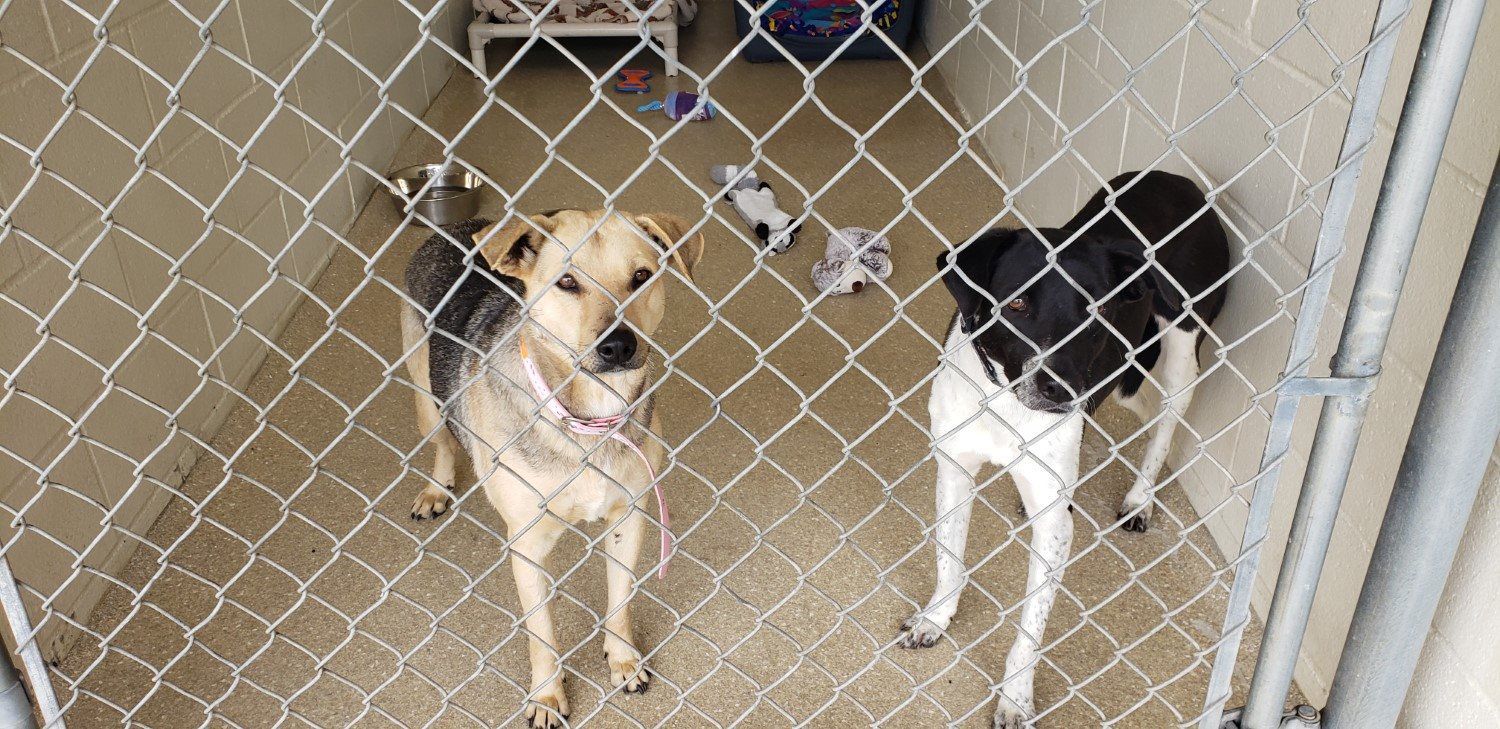 Humane Society helps rescue 18 dogs from Mexico