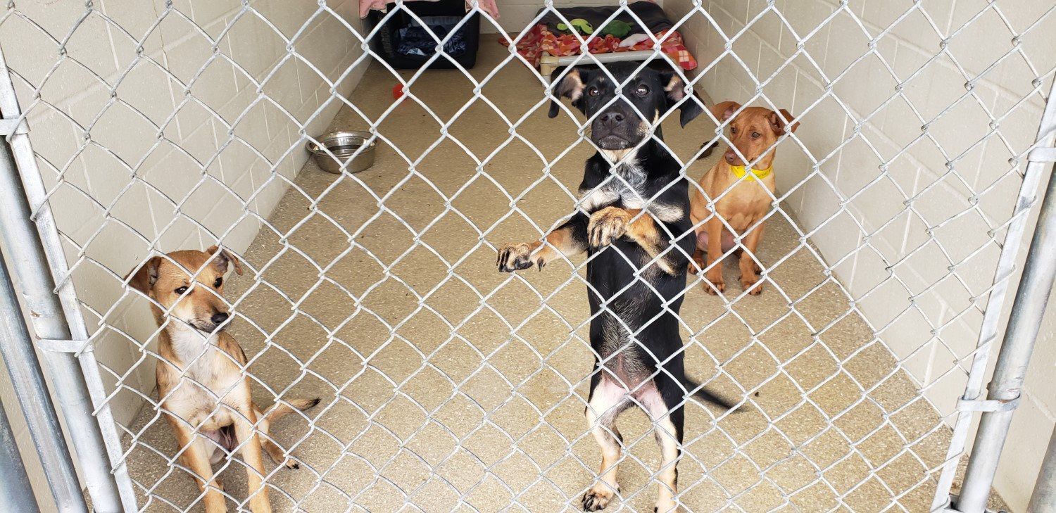 Humane Society helps rescue 18 dogs from Mexico