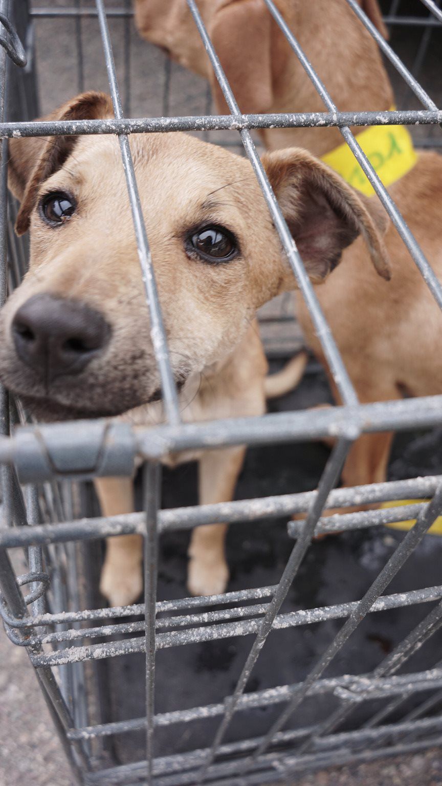 Humane Society helps rescue 18 dogs from Mexico