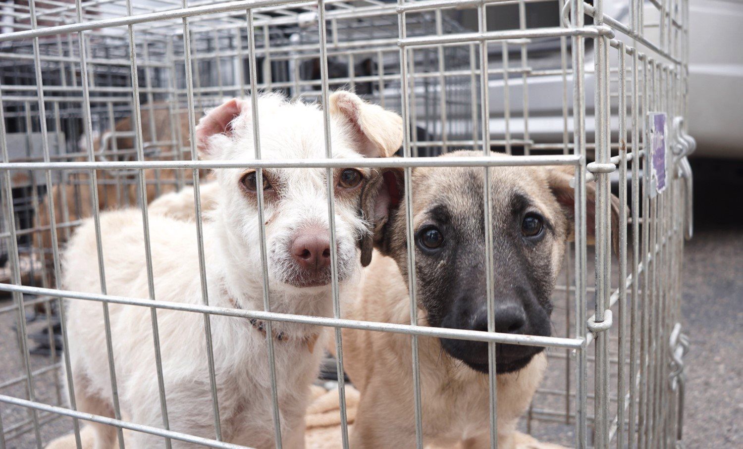 Humane Society helps rescue 18 dogs from Mexico