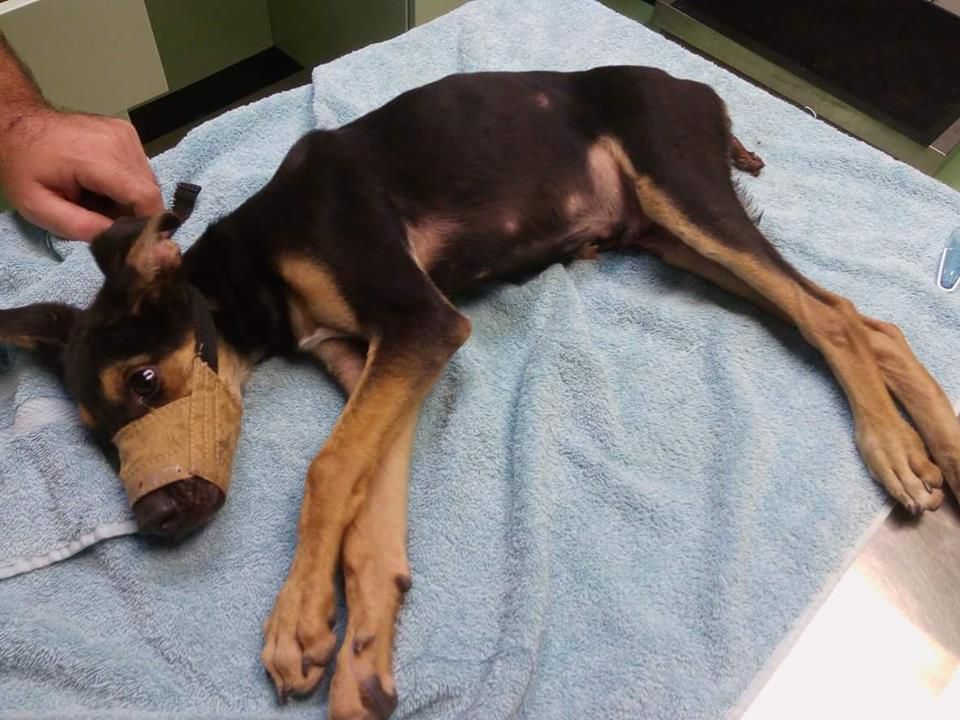 Rescued Dog