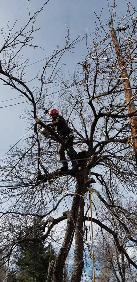tree trimming services near me