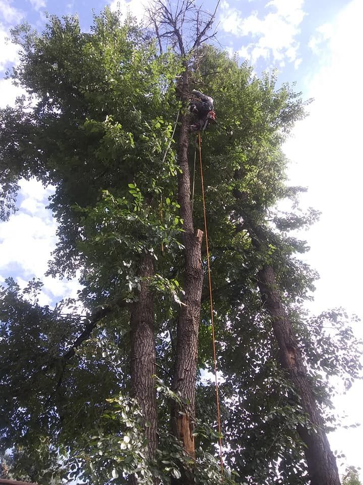 tree pruning services near me