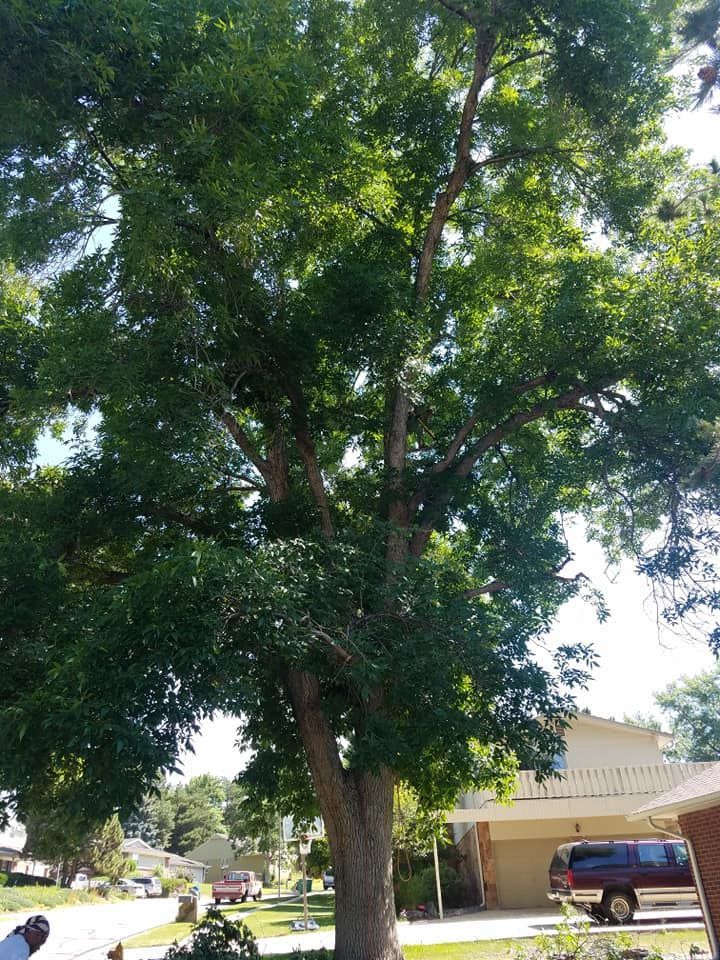 tree trimming services denver co