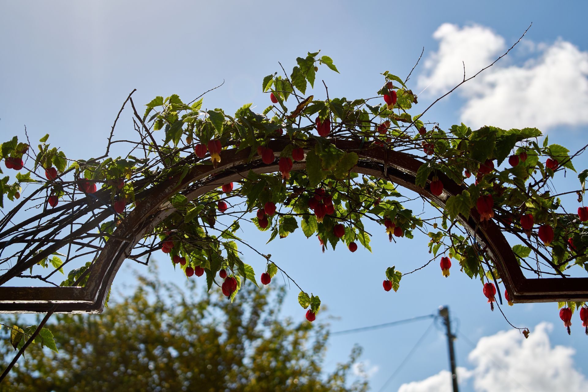A tree with red berries and green leaves against a blue sky