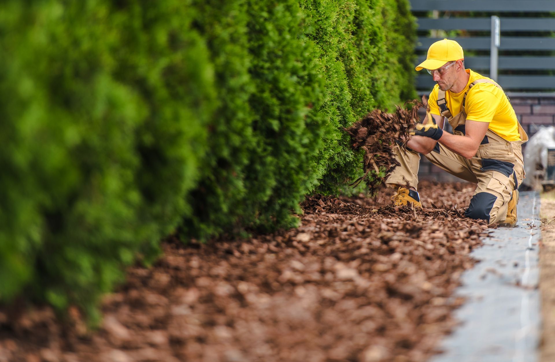 A gardener in a yellow shirt and khaki overalls kneels by a tall, green hedge, spreading brown mulch on the ground.