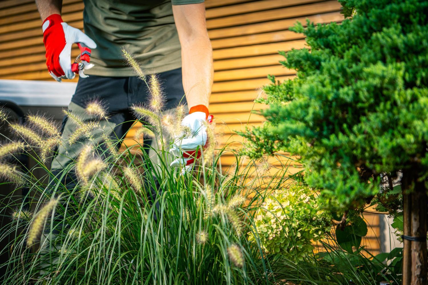 Gardener in red gloves trimming tall ornamental grass with clippers. Sunny outdoor setting.