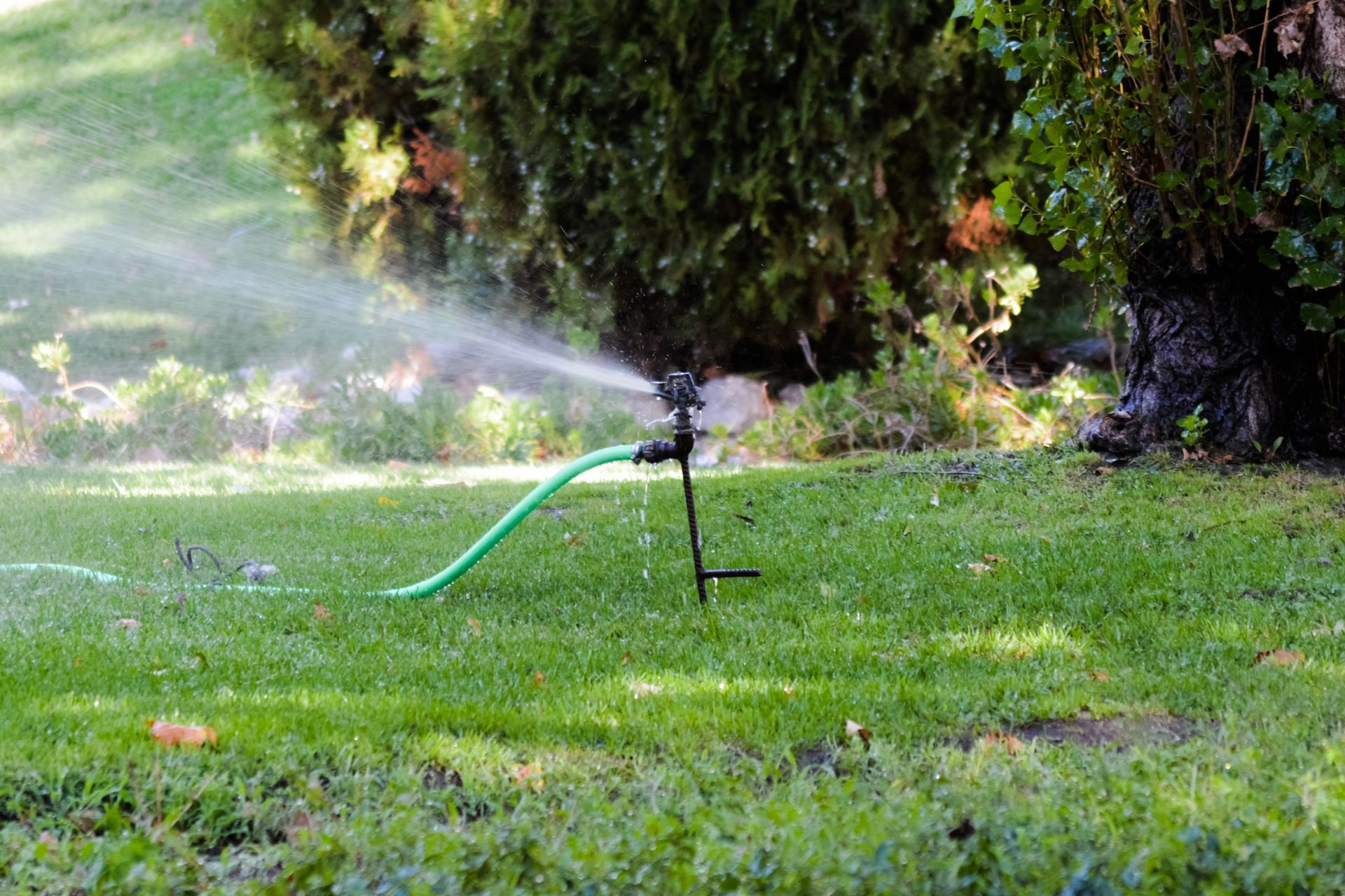 A sprinkler is spraying water on a lush green lawn.