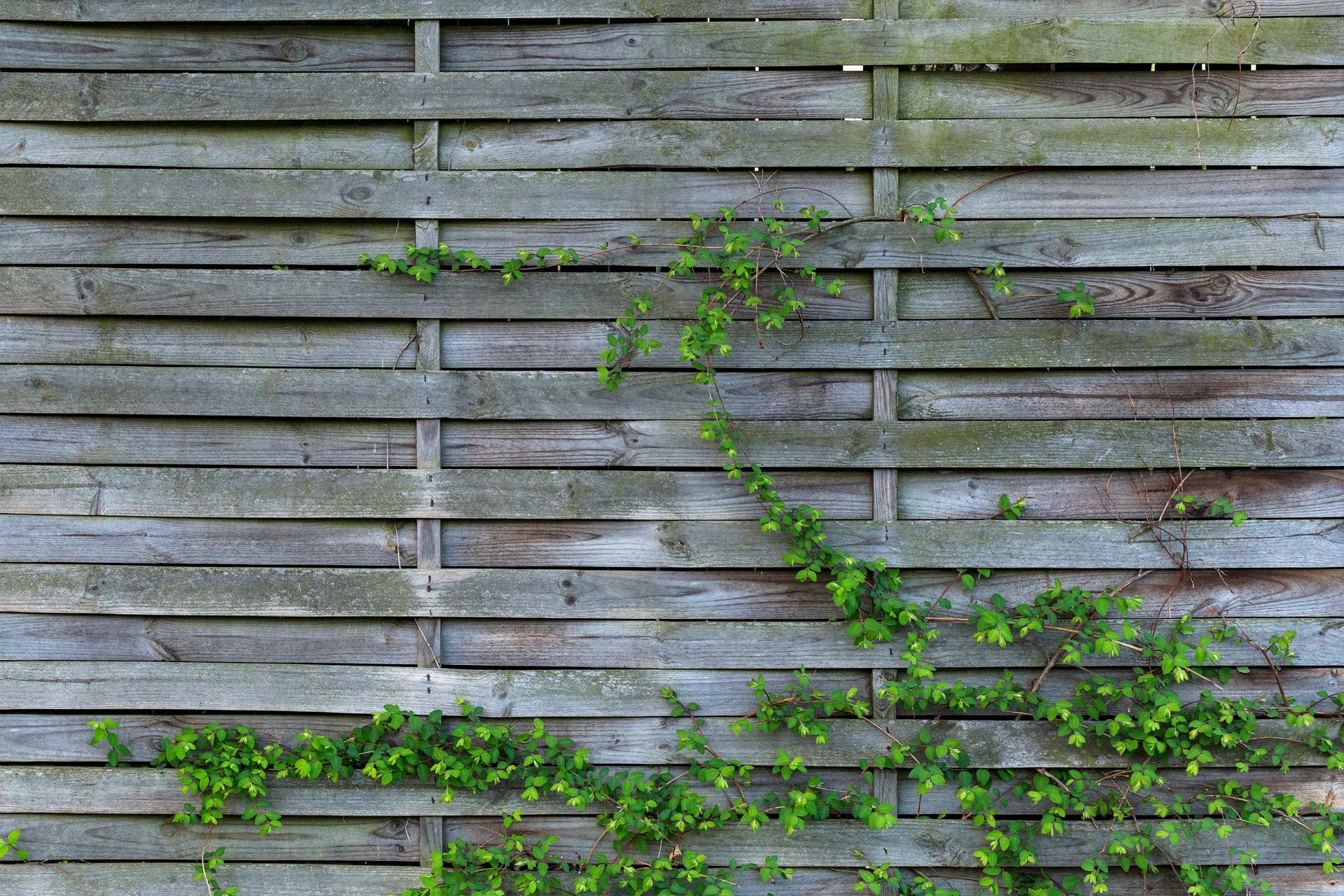 A wooden fence with ivy growing on it