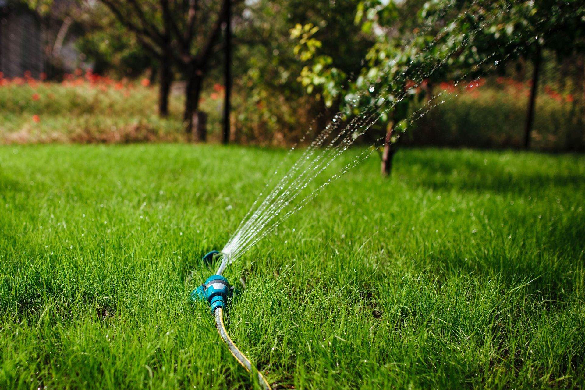 A sprinkler is spraying water on a lush green lawn.