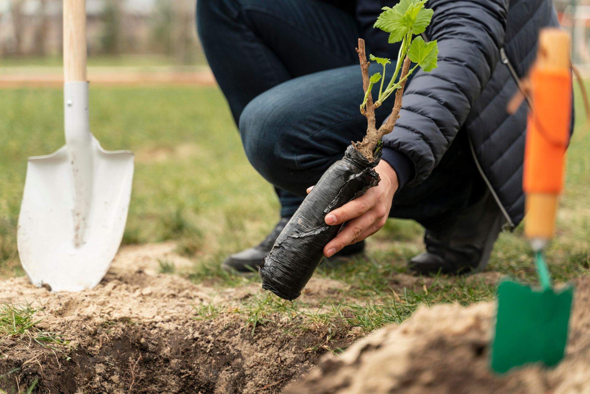 A person is planting a tree in the ground with a shovel.