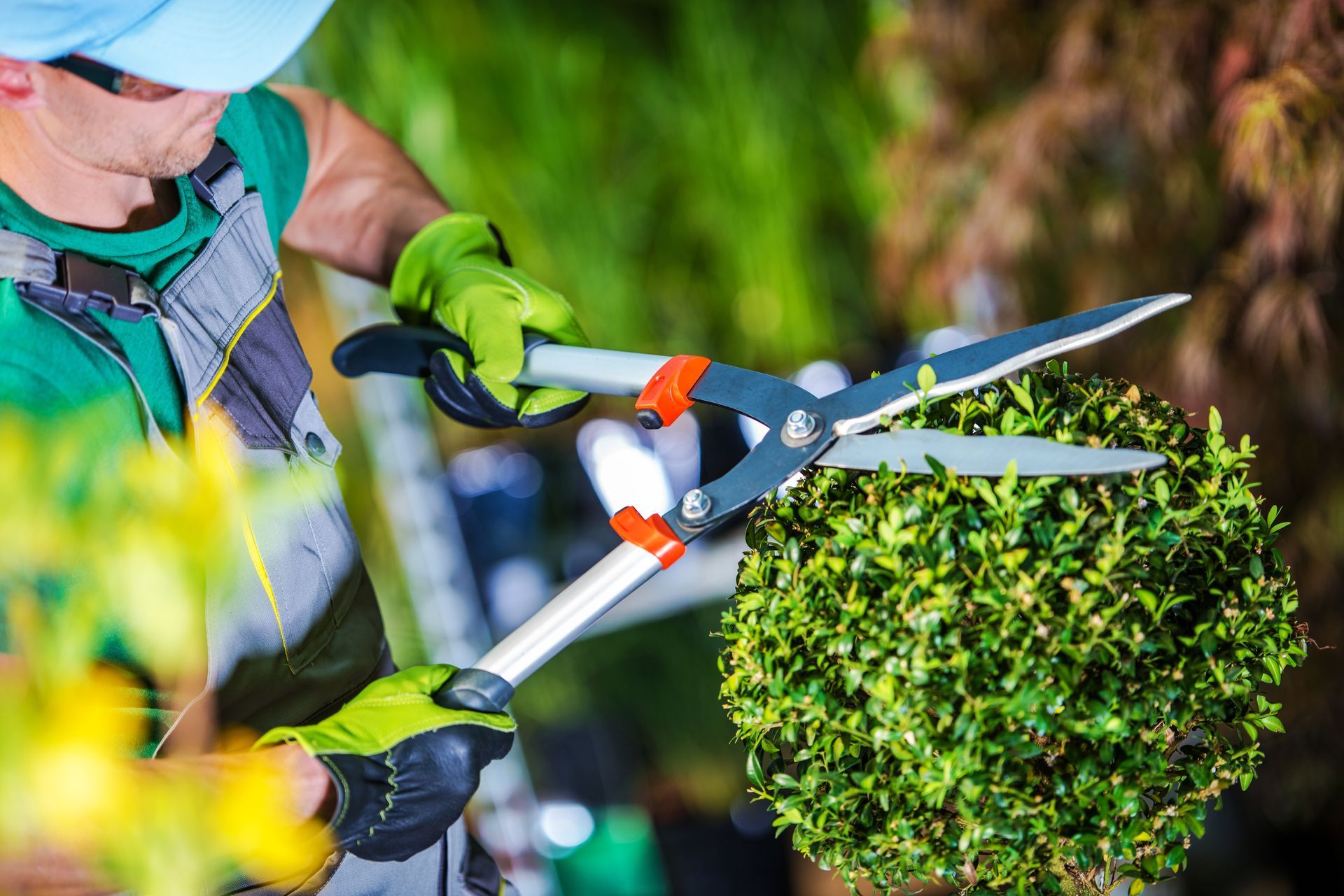 A man is cutting a bush with a pair of scissors.