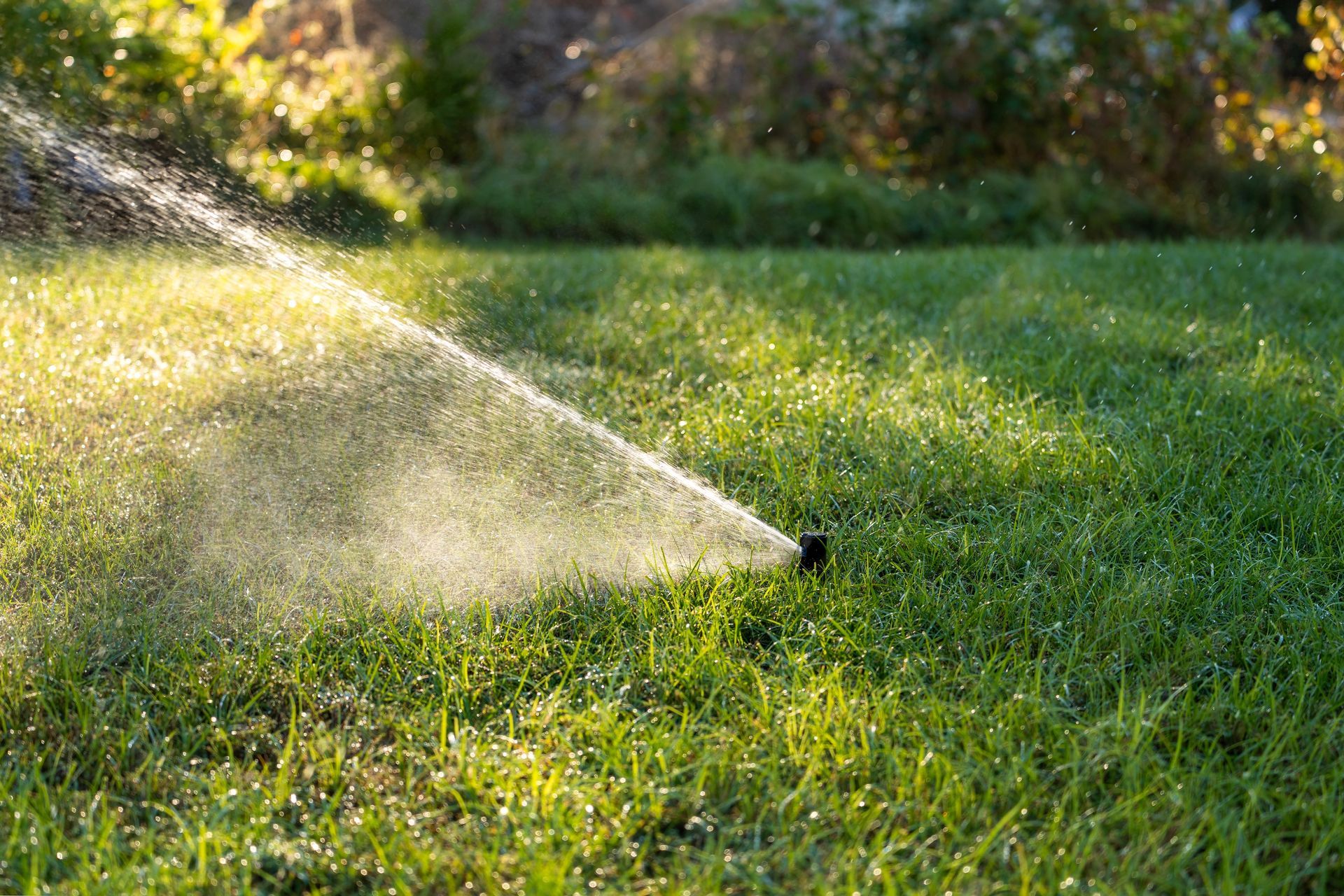 A sprinkler head waters a lush green lawn, creating a backlit spray of water droplets in the sunlight.
